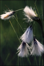 Wełnianka pospolita (Eriophorum vaginatum)