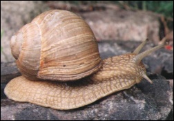 Nasz dobry znajomy - ślimak winniczek (Helix pomatia)