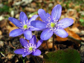 Przylaszczka (Hepatica nobilis)