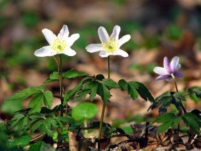 Zawilec gajowy (Anemone nemorosa)