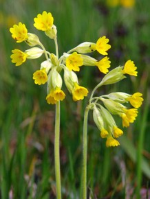 Pierwiosnka lekarska (Primula veris)