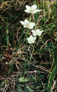 Dziewięciornik błotny (Parnassia palustris)