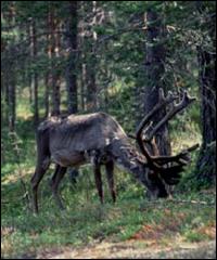 Pasące się renifery to popularny widok w północnej Finlandii