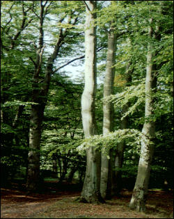 Wśród drzew rosnących w parku dominują dorodne buki