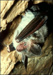 Nocek Bechsteina (Myotis bechsteini) - rzadki gatunek nietoperza. Można go m.in. spotkać zimującego w Rezerwacie „Nietoperek”.