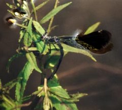 Samica świtezianki dziewicy (<I>Calopteryx virgo</I>) znosząca jaja w prawie całkowitym zanurzeniu