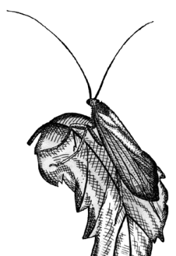 Znaki rozpoznawcze chruścika to długie, skierowane do przodu czułki i skrzydła złożone na kształt namiotu. Na rysunku pospolita w Polsce <i>Anabolia laevis</i>.