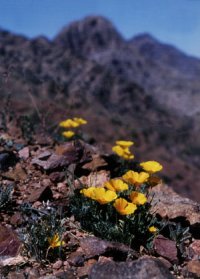 Również obszary górskie w El Paso pokryły się kwieciem