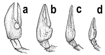 Rysunek 1: Kształt szczypiec u występujących w Polsce raków<br>(a - rak sygnałowy, b - rak szlachetny, c - rak błotny, d - rak pręgowaty).