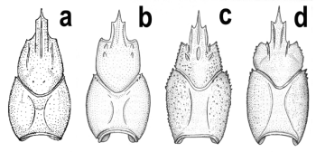 Rysunek 2: Budowa pancerza przykrywającego głowotułów u występujących w Polsce raków<br>(a - rak sygnałowy, b - rak szlachetny, c - rak błotny, d - rak pręgowaty).