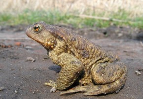 W okresie godowym skóra samców staje się gładsza i lekko zmienia barwę