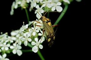 Kontrastowe barwy Calocoris quadripunctatus, przedstawiciela rodziny tasznikowatych, uważane powszechnie za ostrzegawcze w świecie owadów, pozwalają skutecznie odstraszyć drapieżniki