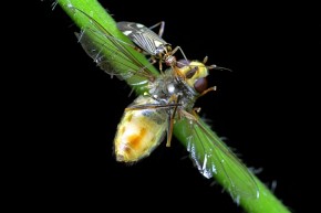 Do ulubionych dań Calocoris quadripunctatus należą inne owady, np. muchówki, które są przez nie dokładnie wysysane
