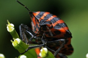 Strojnica baldaszkówka za pomocą kłująco-ssących narządów gębowych wysysa sok z roślin