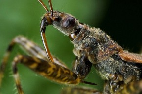 Przedstawiciele rodzaju Nabis uśmiercają swoje ofiary za pomocą długiej kłujki