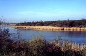 Wyspa Pierska w dużej części jest porośnięta przez głogi jednoszyjkowe