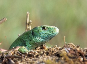 Czasami można napotkać jaszczurki zwinki (na przykład w rejonie Głogowa), które z daleka do złudzenia przypominają jaszczurki zielone