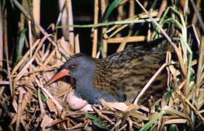 Wodnik to jeden z gatunków ptaków, które w ostoi znalazły odpowiednie miejsce do lęgów
