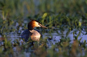 Jeden z mieszkańców wysp - perkoz dwuczuby (Podiceps cristatus)