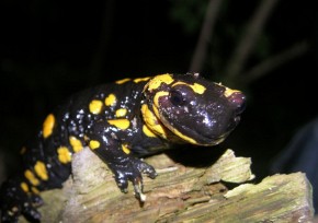 Salamandra w czasie nocnej wędrówki spotkała prezesa „Salamandry”