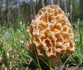 Smardz jadalny (Morchella esculenta), przedstawiciel rodziny, w której ochronie podlegają wszystkie gatunki