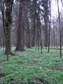 Dno lasu lśni czystą bielą zawilców, urozmaiconą tu i ówdzie plamami purpurowych kokoryczy