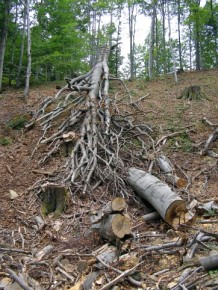 Jedno z miejsc występowania nadobnicy alpejskiej (Beskid Niski)