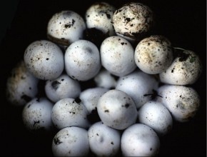 Jedna samica składa średnio od kilkunastu do ok. 30 jaj. Czasem kilka samic składa jaja w tym samym miejscu.