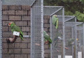 Skonfiskowane amazonki, przetrzymywane w ośrodku rehabilitacyjnym Nederlands Opvangcentrum voor Papegaaien (N.O.P.) w Veldhoven (Holandia).