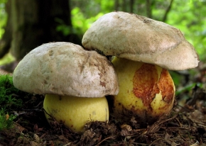 Borowik korzeniasty ma jasny kapelusz, żółte pory i trzon oraz gorzki smak miąższu. Rośnie na glebach zasobnych w wapń. W Polsce znany jest z bardzo nielicznych stanowisk.