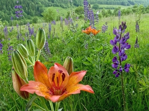 Lilię bulwkowatą zdobią jedne z największych kwiatów spośród dziko rosnących krajowych gatunków roślin naczyniowych