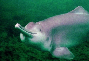 Prawdopodobnie juz nigdy nie zobaczymy w naturze tego słodkowodnego delfina.