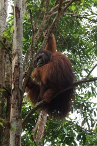 Rozmiary i marsowa mina samca orangutana borneańskiego budzą respekt