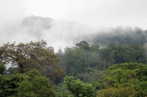 Resztki lasów deszczowych w Sarawak – malezyjskiej prowincji w północno-zachodniej części Borneo