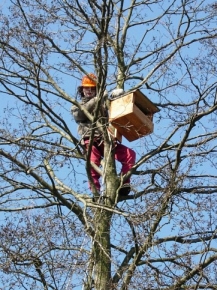 Instalowanie skrzynki lęgowej dla pustułki