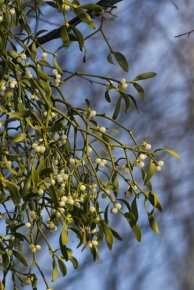 Białawe owoce jemioły są prawdziwą ozdobą oliwkowozielonych pędów, a także przysmakiem niektórych ptaków