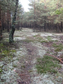 Płucnica islandzka jest dość często notowanym gatunkiem w zbiorowiskach borowych