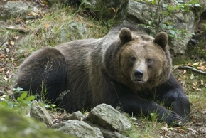 Nawet odpoczywający niedźwiedź jest groźny