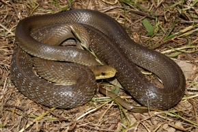 Charakterystycznie ubarwiony wygrzewający się dorosły osobnik węża Eskulapa