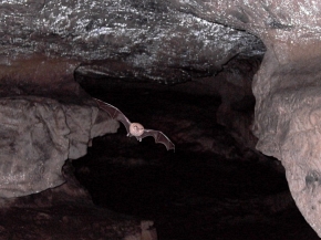 Jaskinie są najważniejszymi naturalnymi schronieniami podkowców