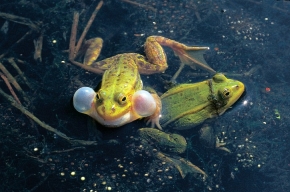 Donośne koncerty żab jeziorkowych rozbrzmiewają głównie w kwietniowe noce
