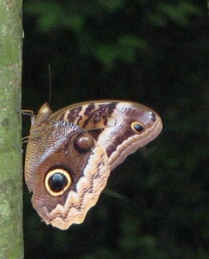 Motyle z rodziny Morphidae określane są mianem skrzydlatego piękna tropików