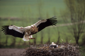 Ptaki tworzące parę przez cały okres lęgowy przynoszą materiały, rozbudowują i umacniają gniazdo