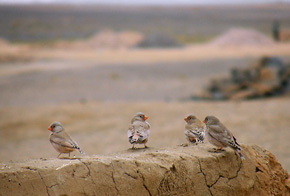 Gilak pustynny jest jednym z bardziej kolorowych ptaków Maroka, niestety szata zimowa jest mniej efektowna