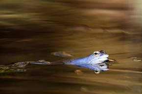 Samiec żaby moczarowej w okresie godowym ma niebieskie zabarwienie