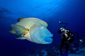 Ryba zwana Napoleonem (Cheilinus undulatus), podczas sesji fotograficznej. Osiąga ona długość dwóch metrów i masę 180 kg. Niestety ludzie nadal polują na te przepiękne i bardzo przyjazne ryby, co redukuje ich populację i powoduje, że młode osobniki coraz częściej unikają człowieka, obawiając się o swoje życie.