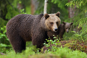 Niedźwiedzice są bardzo troskliwymi matkami