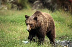 Niedźwiedzie często można zobaczyć także w ciągu dnia. Tylko tam, gdzie boją się ludzi, są aktywne głównie nocą