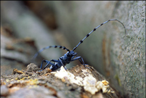 Nadobnica alpejska (Rosalia alpina), chrząszcz z rodziny kózkowatych, to jeden z najbardziej efektownych i rzadkich gatunków owadów saproksylicznych w naszym kraju