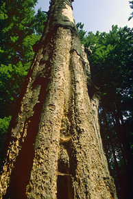 Takie drzewa są prawdziwym „wielkim domem” dla różnych gatunków owadów saproksylicznych